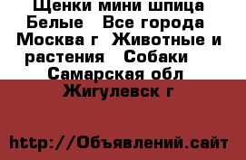 Щенки мини шпица Белые - Все города, Москва г. Животные и растения » Собаки   . Самарская обл.,Жигулевск г.